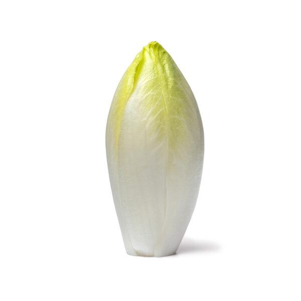 Chicory (White) - Image 2