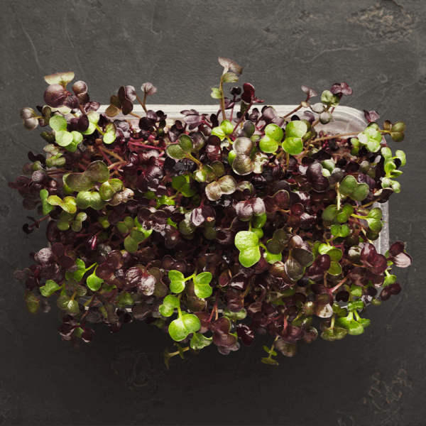 Micro Red Mustard