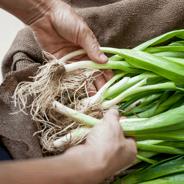 Spring Onions