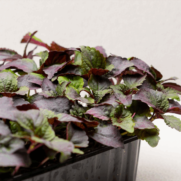 Micro Purple Shiso Cress