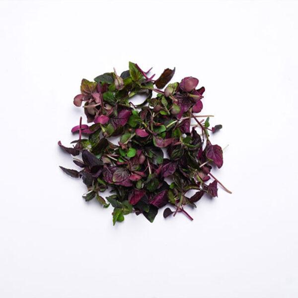 Micro Purple Shiso Cress - Image 2