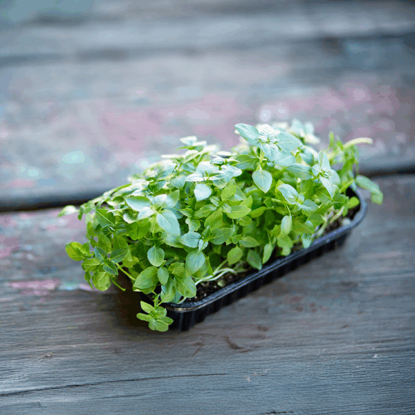 Micro Green Basil