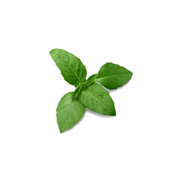 Micro Green Basil - Image 2