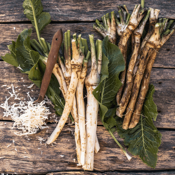 Fresh Horseradish