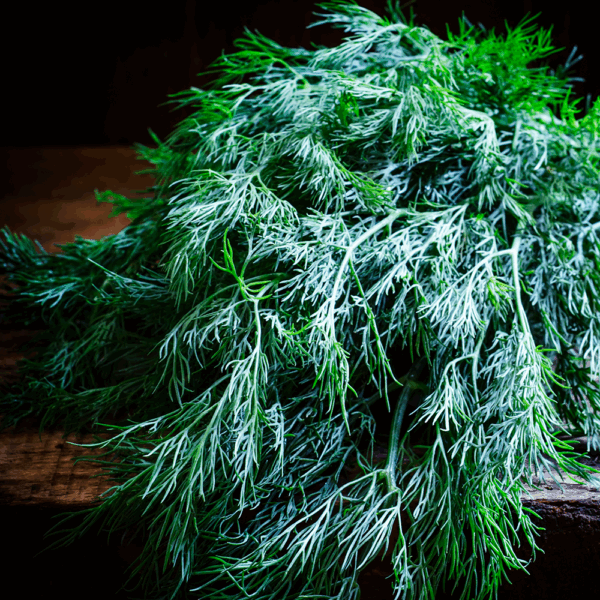 Dill