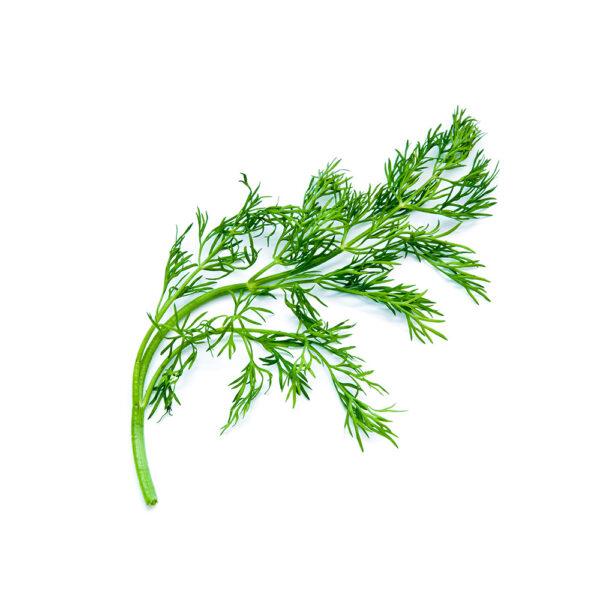 Dill - Image 2