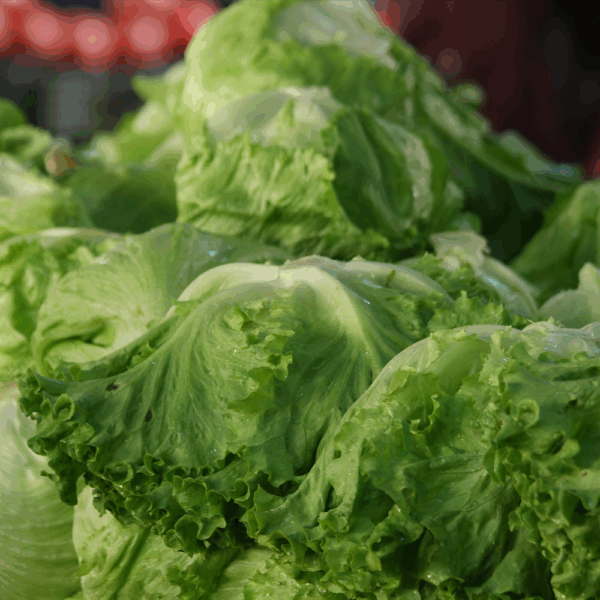 Iceberg Lettuce