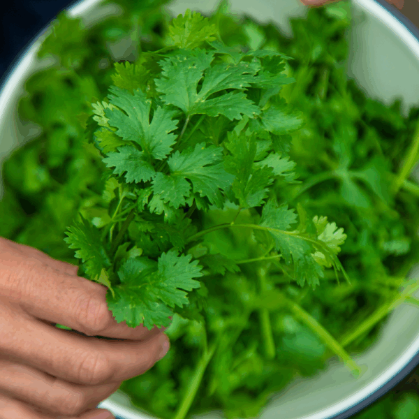 Fresh Coriander - Image 2