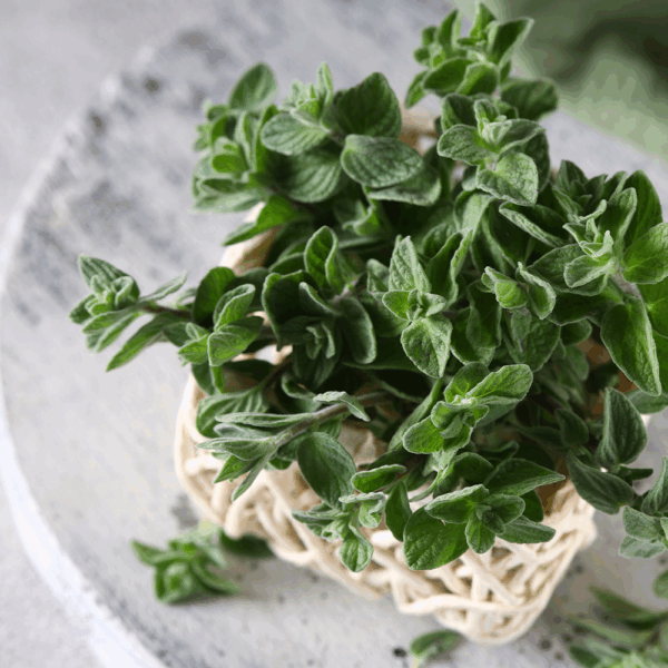 Oregano - Image 2