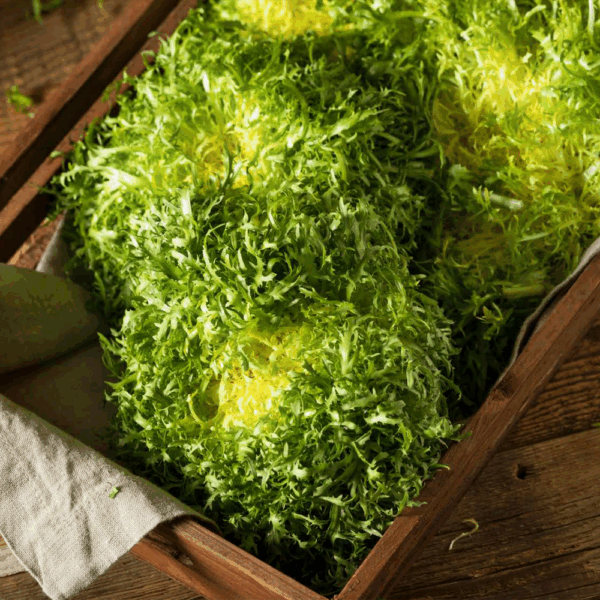 Fine Frisée (Curly)