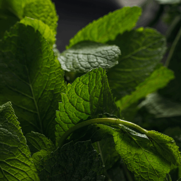 Fresh Mint