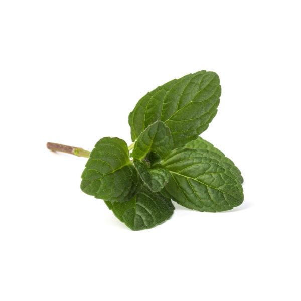 Fresh Mint - Image 2