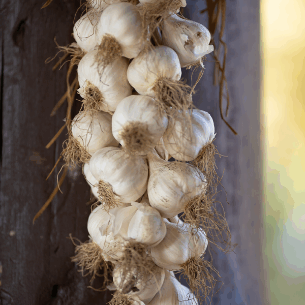 Garlic String - Image 2