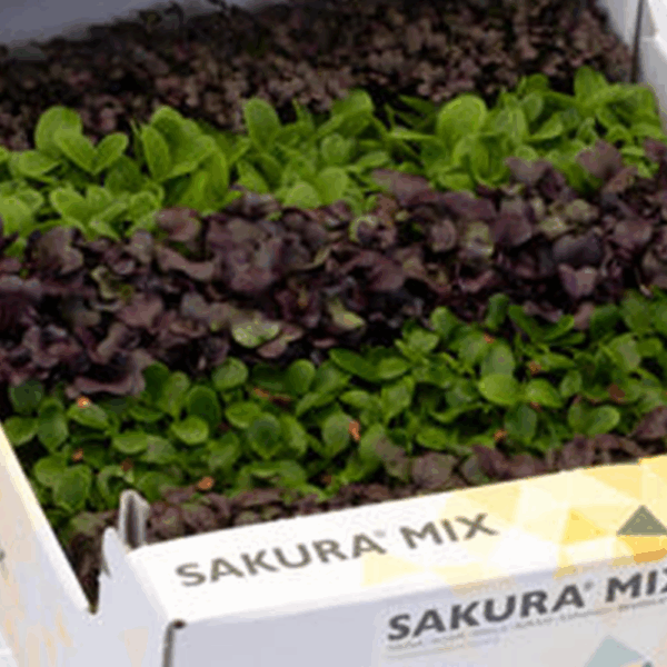 Sakura Cress Mix