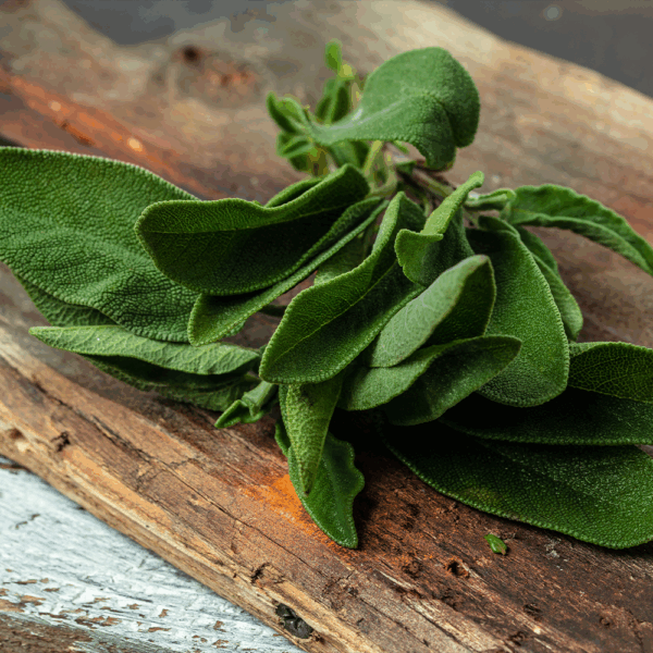Fresh Sage