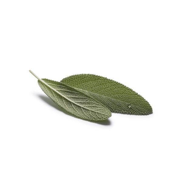 Fresh Sage - Image 2