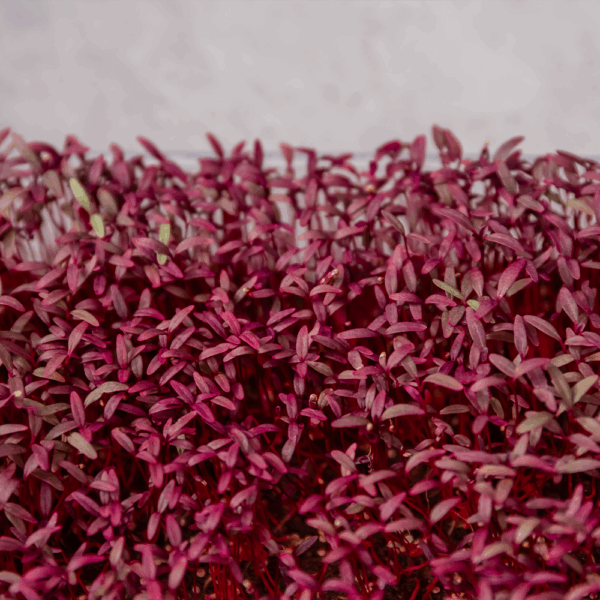 Micro Amaranth - Image 2