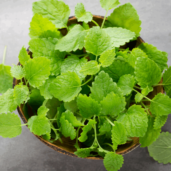 Micro Lemon Balm - Image 2