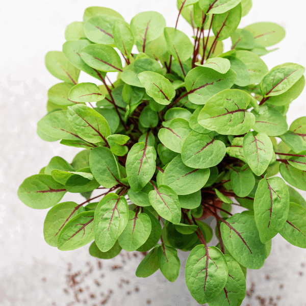 Micro Red Vein Sorrel - Image 2