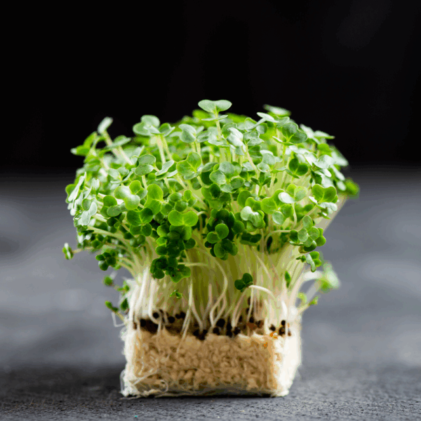 Mustard Cress