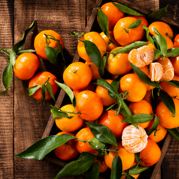 Satsuma Nadorcot - Image 2