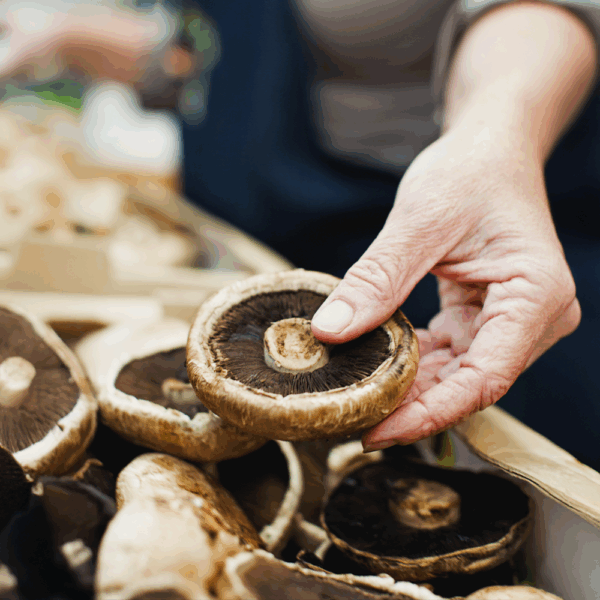 Flat Mushrooms - Image 2