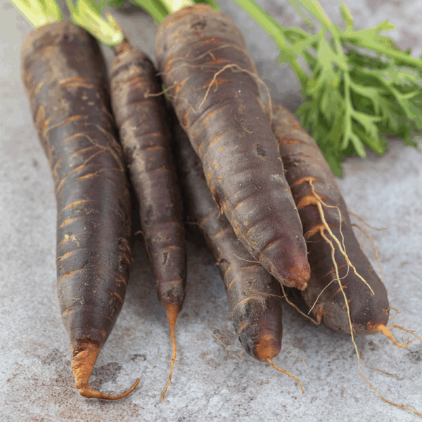 Carrots Purple