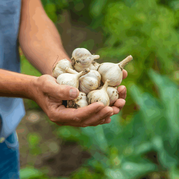 Garlic Bulbs - Image 2
