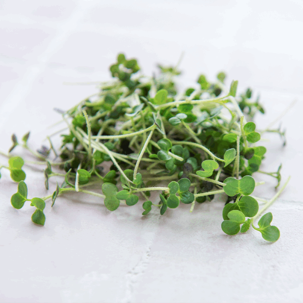Micro Watercress
