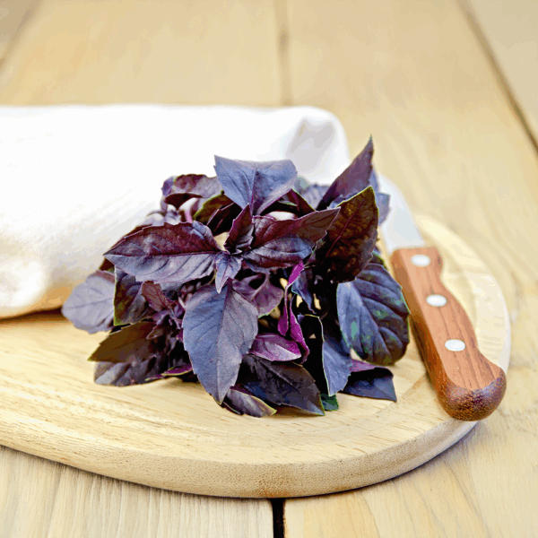 Micro Red Basil