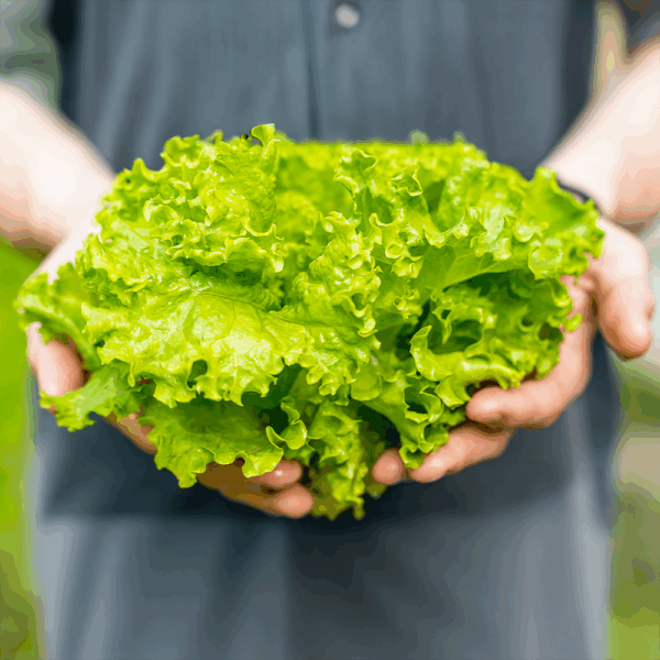 Oakleaf Lettuce - Image 2