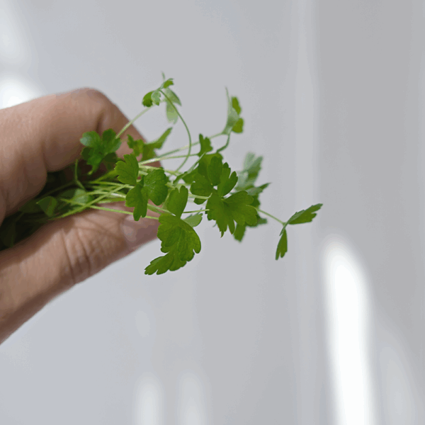 Micro Coriander