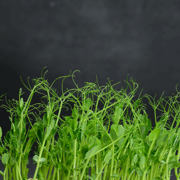 Micro Tendril Pea Shoots