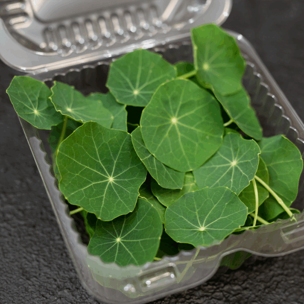 Blue Pepe Nasturtium Leaf