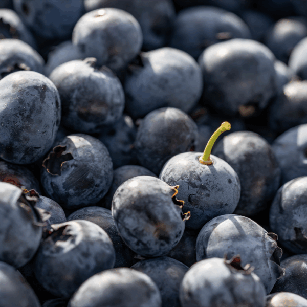 Fresh Blueberries