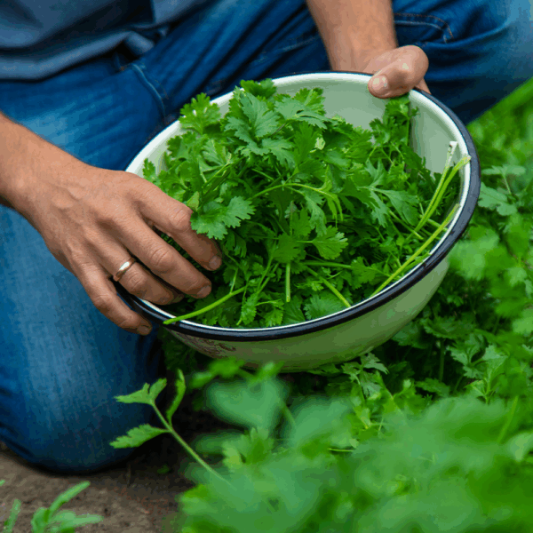 Chervil - Image 2