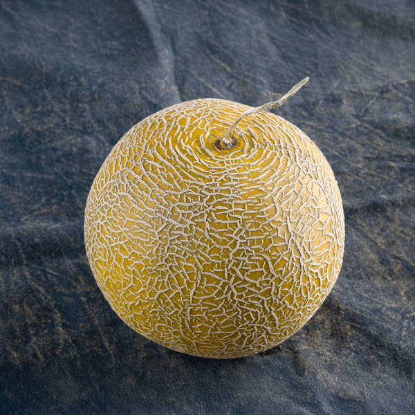 Galia Melon - Image 2