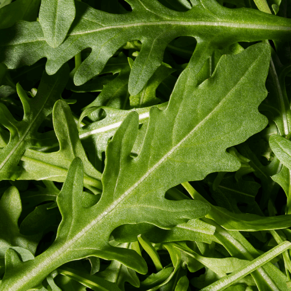 Wild Roquette (Rocket) - Image 2