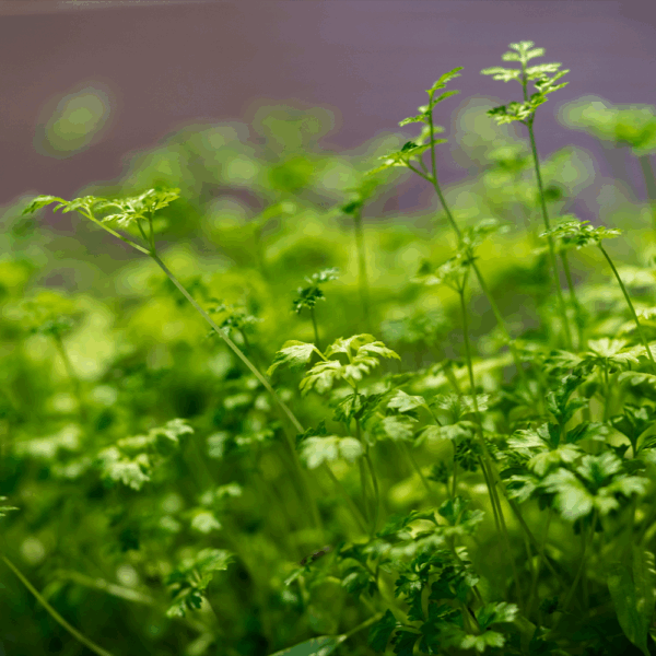 Micro Parsley