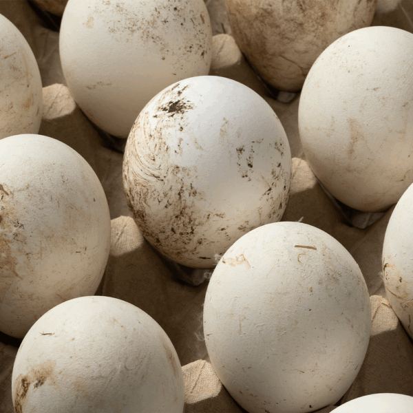 Duck Eggs