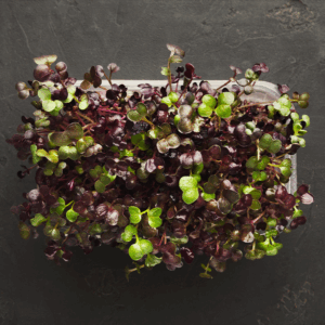 Micro Red Mustard