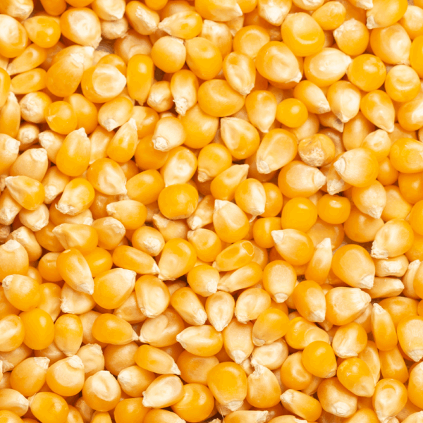 Popping Corn - Image 2