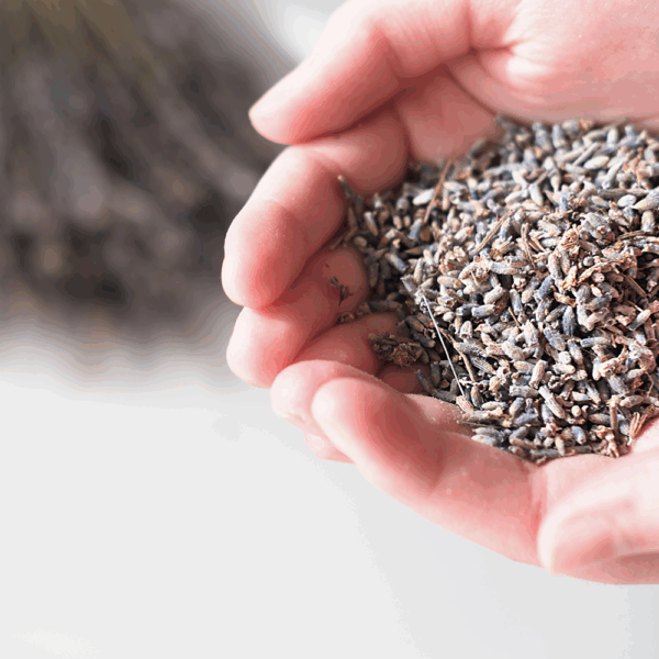 Dried Lavender - Image 2