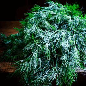 Dill
