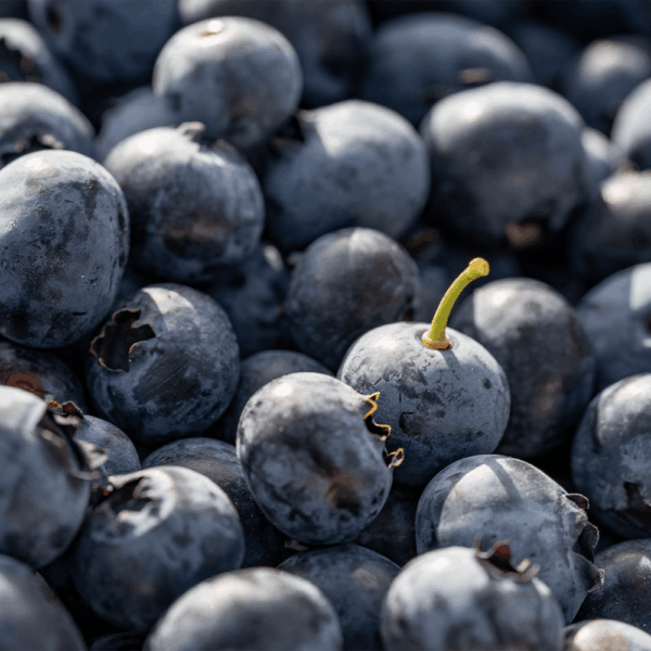 Fresh Blueberries