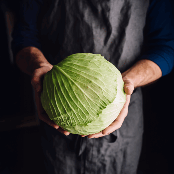 White Cabbage