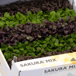 Sakura Cress Mix