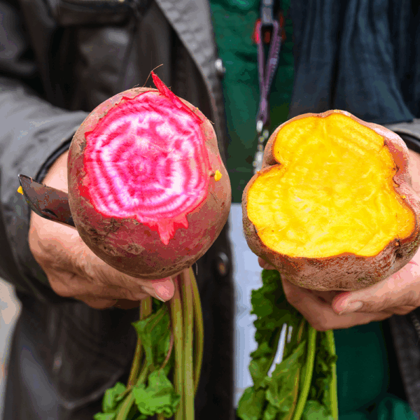 Candy Beetroot - Image 2