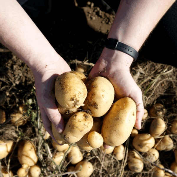 Potato Mids