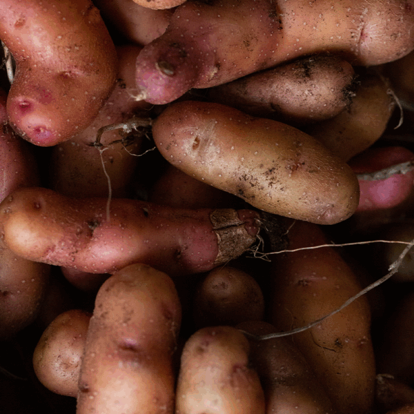 Pink Fir Potatoes